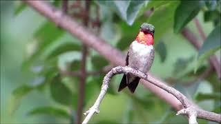 Beautiful Hummingbirds and Their  Activities with Original Voice | Stress Relief & Healing Ambiance