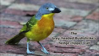 Grey-headed Bushshrike's 'hedge clipper' call