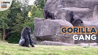 Move-in day for this gorilla squad!  | LOVE THIS!