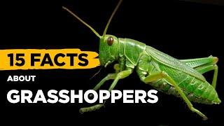 15 Fascinating Facts About Grasshoppers