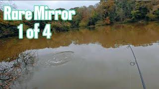 carp fishing, estate lake, mirror carp, session 3