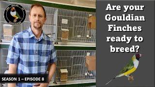 Gouldian Finches: House of Gouldians - Season 1 Episode 8