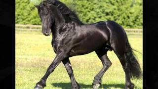 Excalibur Breeding Center's Friesian stallion roster for 2015