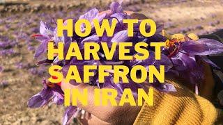 How to harvest saffron in Iran? Saffron has been the world's costliest spice