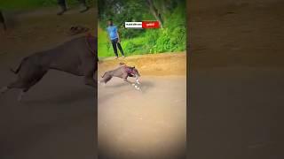 dog res Kolhapur| Dog Race | Kolhapur Dog Racing/Dog Race Maharashtra/Dog Race kolhapur #shorts