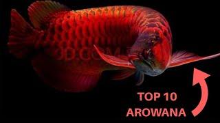 Top 10 Expensive Arowana Fish varieties | Best Top 10 Asian Arowana | The Legendary Dragon Fish