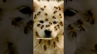 A Fluffy Puppy Surrounded by Honeybees | What Happened Next Will Warm Your Heart #ytshorts
