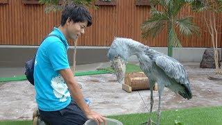 Shoebill getting meal from her favorite keeperだいすきな飼育員さんにごはんをもらうハシビロコウのふたば!