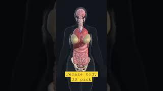 Female 3D internal body part pick|| human physiology || #shorts