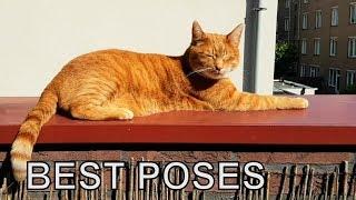 Alvi cat : 10 great cat poses!