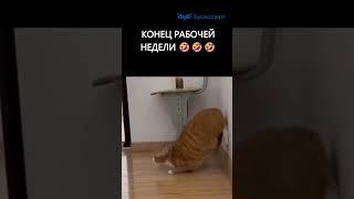 Конец рабочей недели #бухюмор