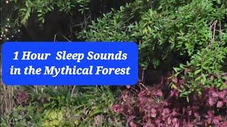 1 Hour sleep sounds in the Mythical Forest. Nature peaceful  sounds