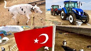 BUZAĞI BANA TAKLA ATTIRDI !!! İŞLETMEMİZE BAYRAK TAKTIK !!! TRAKTÖRLERİ YIKADIM