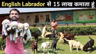 शौक के साथ युवा कर रहा हैं लाखों की कमाई | English Labrador Kennel | Labrador Retriever | Dog Farm