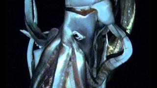 Giant Squid Filmed in Pacific Depths! 2013
