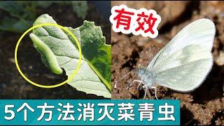 【种菜防虫】消灭菜青虫的5个方法 5 ways to get rid of cabbageworms