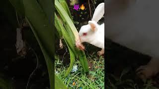 Cute rabbit Short video like and subscribe #viral#trending#popular#rabbit#shorts