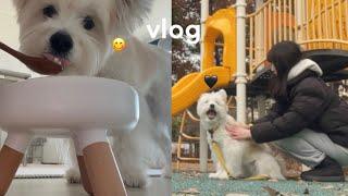 Vlog. 새해에는 너무 애쓰지 않고 살기로 했다 밀린 집청소하고 강아지 떡국 만들고 산책하는 1인가구의 소박한 삶