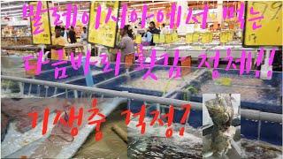 말레이시아서 내가 먹은 다금바리 횟감의 정체 (기생충, 먹어도 되나??)