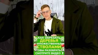 #обрезкадерева #обрезкаяблони #обрезкасада #обрезканаурожай #обрезкамолодыхдеревьев #садоводство
