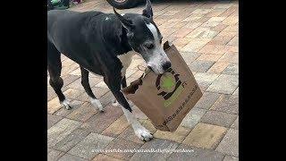 Happy Great Dane Loves to Carry Burger Fi Foodie Lunch to her Katie Cave