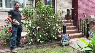 Este tipo de abono es muy bueno para las gardenias y las rosas