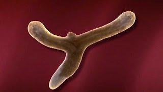 Planarian Regeneration and Stem Cells | HHMI BioInteractive Video