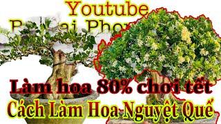 cách làm hoa cho nguyệt quế nỡ rộ chơi tết | cách nuôi nguyệt quế nhanh tốt trong gian đoạn chăm sóc