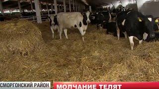 В Беларуси падеж скота сократился на 17 % . "Молчание телят". Человеческий фактор. "Главный эфир"