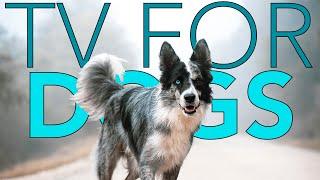 A Walk in the Fog! DOG TV - Entertainment with Relaxing Music!