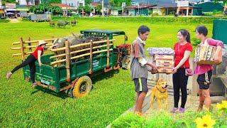 Give Charity Gifts To Poor Families - Buy Buffalo And Use Truck Transport Buffalo Go To Market Sell