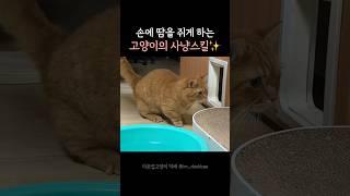 우리집 고양이의 사냥실력