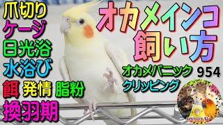 オカメインコの飼い方（性格・ケージ・脂粉・換羽期・発情・爪切り・水浴び・鳴き声・日光浴・餌・オカメパニック対策）飼育方法 動画954