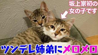 坂上パパが野良猫だった姉弟を保護！がんも＆こんぶ！坂上家初の女の子・強し