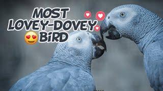 9 Interesting Facts About African Grey Parrots - Encyclopedia About Animals