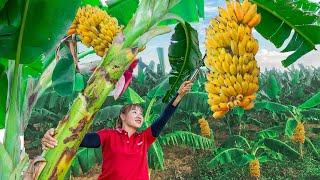 Harvesting Banana Go To the Market Sell - Gardening | Lucia Daily Life