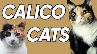 3 Fun and Fascinating Facts About Calicos!