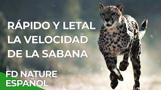 Rápido y Letal, la Velocidad de la Sabana | Free Documentary Nature - Español