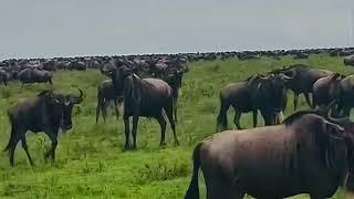 Megaherd spotted on the southern Serengeti plains!