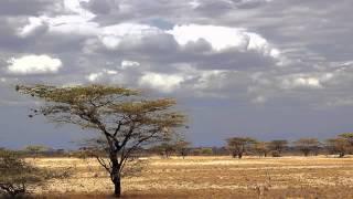 Dabadou Amadou Kouyaté - Conte sur une trahison amoureuse (maninka) kebediarassi.com