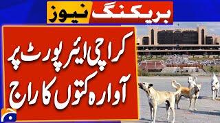 Stray dogs put safety concerns at Karachi Airport - Geo News