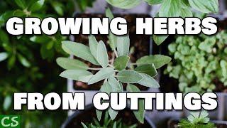 Three Ways to Grow Herbs From Scraps and Cuttings