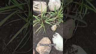 Spiral Garden Magic | Green Witch’s Sacred Planting Ritual  #greenwitch #witchtok