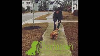 Obedience Training - Charleston Dog Training