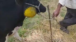 HOW VET TREATED LUMPHY JAW (ACTINOMYCOSIS) COW WITH SEVERE FEEDING DIFFICULTIES AND SEVERE ABSCESS