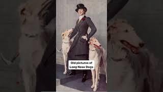 Long Nose Dogs  || borzoi || old photos and paintings || history || vintage style || #shorts