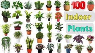 Indoor Plants Vocabulary ll 100 Indoor Plants Name In English With Pictures ll Plants Names