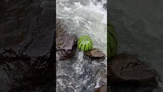 Look, I found watermelons in the creek.