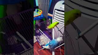 Playing #birds #lovebirds #cute