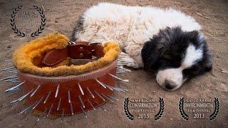 Livestock Guardian Dogs: Working on Common Ground - People & Carnivores